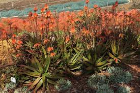 Image result for Aloe cameronii