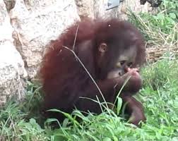 Redd Always Inspects The Food He Sats Zoo Animals Orangutan Animals