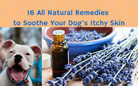 20 All Natural Remedies To Soothe Your Dog S Itchy Skin Itchy Dog Solutions