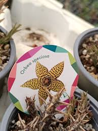 Image result for Euphorbia halipedicola