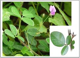 Image result for Desmodium