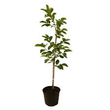 Fuyugaki Persimmon Tree Perfuy05g The Home Depot Edible Garden Fruit Plants Growing Tree