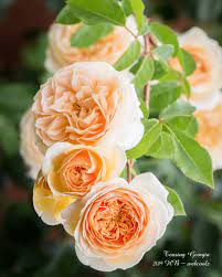 The flowers are of a particularly pleasing cupped formation. Teasing Georgia A Beautiful Healthy Rose In My Garden