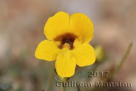 Image result for Jamesbrittenia huillana