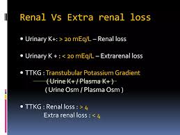Image result for Transtubular Potassium Gradient