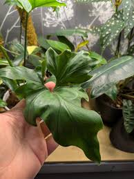 Image result for Crinum rautanenianum