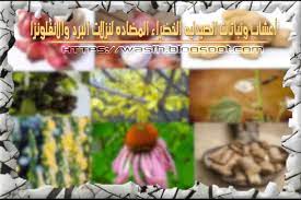 والعلاج بالأعشاب والنباتات والوسائل الطبيعية دون الرجوع إلى المختصين في هذا المجال. Ø£Ø¹Ø´Ø§Ø¨ ÙˆÙ†Ø¨Ø§ØªØ§Øª Ø§Ù„ØµÙŠØ¯Ù„ÙŠÙ‡ Ø§Ù„Ø®Ø¶Ø±Ø§Ø¡ Ø§Ù„Ù…Ø¶Ø§Ø¯Ù‡ Ù„Ù†Ø²Ù„Ø§Øª Ø§Ù„Ø¨Ø±Ø¯ ÙˆØ§Ù„Ø§Ù†ÙÙ„ÙˆÙ†Ø²Ø§