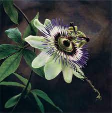 Passion Flower Ii C Cy Decosse Fine Art Photography Flowers Of Legend And Myth Collection Limited Edition Gum Dichrom Flowers Legends And Myths Passion Flower