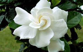 Gardenia Jasminoides August Beauty Cape Jasmine Gardenia Plant Fragrant Flowers Jasmine Flower