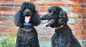 The important thing is to be able to tell when to seek veterinary help and how urgently. Poodle Vs Labradoodle Breed Differences And Similarities