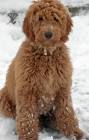 Goldendoodle Puppies Texas | Gorgeous Goldendoodles!