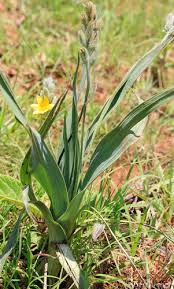 Image result for Hypoxis galpinii