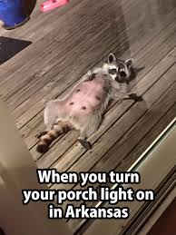 Amazebase Timeline Photos Funny Animals Funny Animal Pictures Funny Animal Memes