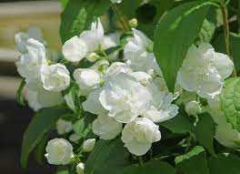 La floraison blanc pur est parfois colorée de pourpre à la base de la fleur. Seringat Plantation Entretien Et Conseils De Taille