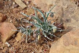 Image result for Ornithoglossum viride