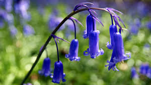 Maybe you would like to learn more about one of these? Bluebell Hyacinthoides Non Scripta Woodland Trust