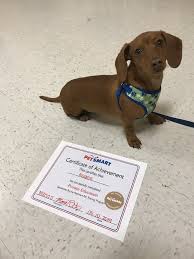 He loved it and it taught him (and me) how to do the basic commands. Petsmart Updated Covid 19 Hours Services 122 Photos 141 Reviews Pet Stores 15042 Summit Ave Fontana Ca Phone Number Yelp