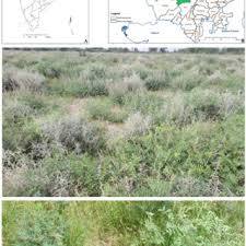 Image result for Vincetoxicum stenolobum