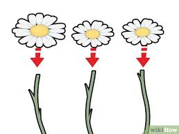 Some stems may be present. 3 Ways To Dry Chamomile Wikihow
