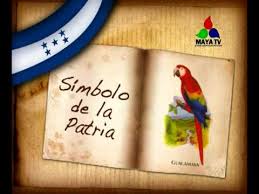 Top suggestions for ave nacional de honduras. Capsula Guacamaya Ave Nacional De Honduras Youtube