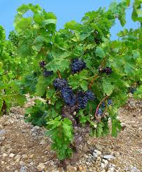Image result for Vitis vinifera