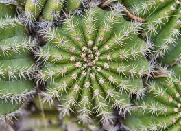 Best plant identification app android 2021. 13 Types Of Cactus Plants You Can Grow At Home Bob Vila