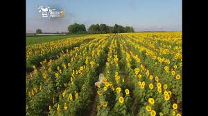 Picnics are encouraged—and the good. Web Extra Drone Force 2 At The North Fork Sunflower Maze Youtube