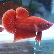 Download now wallpaper full hd 1080 x 1920 smartphone dark elegant. View Ikan Cupang Nemo Kendi Background