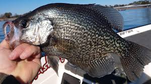 Help crappie.com by becoming a supporting member. Top 25 Crappie Fishing Destinations In America Wired2fish Com