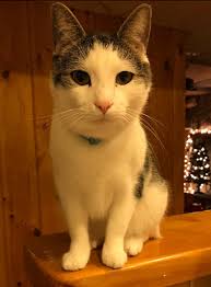 Hi everyone my cat is lost in Churchill meadows in Mississauga he is dark  gray and white it's name Melo if anyone see him please call or text me  9053248765 please 😥