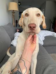 Lost pet found in Louisville, KY area