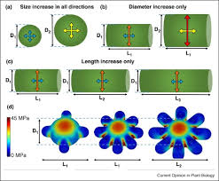Plant cell increase in size. Cellular Basis Of Growth In Plants Geometry Matters Sciencedirect
