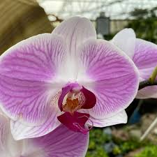 Image result for Psychotria hypsophila