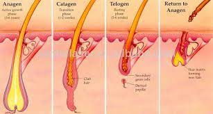 Its advanced diode laser technology removes. Permanent Laser Hair Removal Cocoon