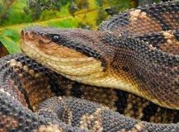 The Bushmaster Costa Rica Costa Rica Animals Bushmaster Snake Lovers