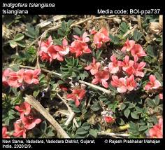 Image result for Indigofera filipes
