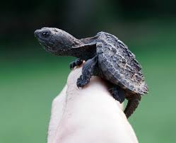 Baby Snapping Turtle 10 Day Health Guarantee