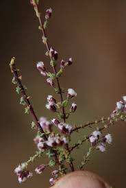 Image result for Eriocephalus microphyllus