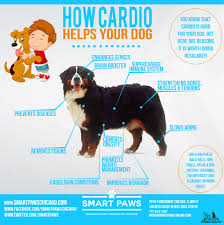 Interested in becoming a client of chicago pet sitters? Pin On Smart Paws Chicago Infographics