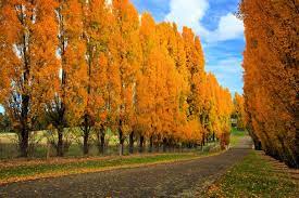 The yellow poplar has a much longer life span at 250 years on average, and a maximum of 450 years. Planting Hybrid Poplar Pros And Cons