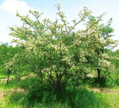 Image result for Terminalia stuhlmannii