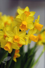 Narcissus Cyclamineus Tete A Tete Daffodil Bulbs Bulb Flowers Daffodil Bulbs Narcissus Flower