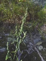 Image result for Chenopodium