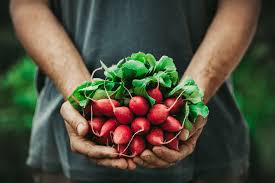 We did not find results for: 5 Modi Di Usare I Ravanelli In Cucina Agrodolce