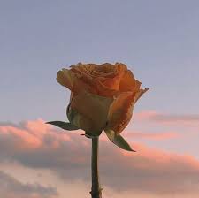 Spilt Milk Rose Pictures Flowers Nature Pretty Plants
