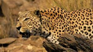 However, the ability to run fast is not a particular adaptation of this big cat. Amazing Facts About Leopards Onekindplanet Animal Education Facts