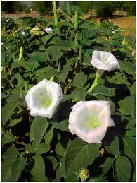 Image result for Camptorrhiza strumosa