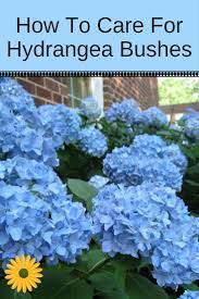 How To Care For Hydrangeas The Ultimate Guide To Stunning Hydrangea Flowers Hydrangea Not Blooming Growing Hydrangeas Hydrangea Care