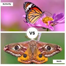 While most butterflies have an all liquid diet, there are some notable exceptions: What Do Butterflies Eat Liquids Nectar From Flowers Or Juices From Fruit