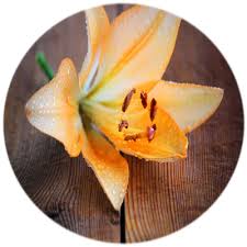 Obituary of Virginia Jaques